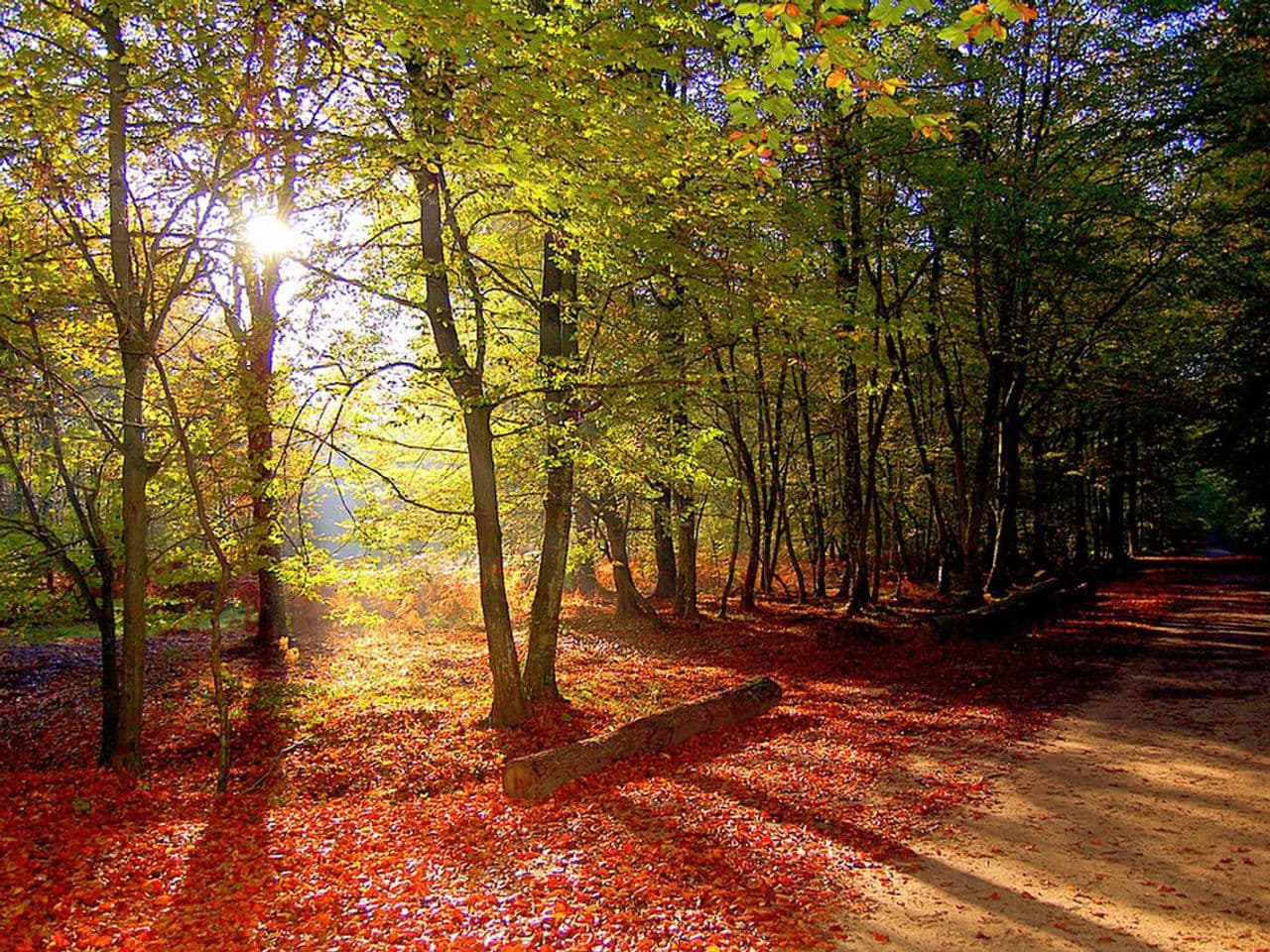 Atelier de menuiserie