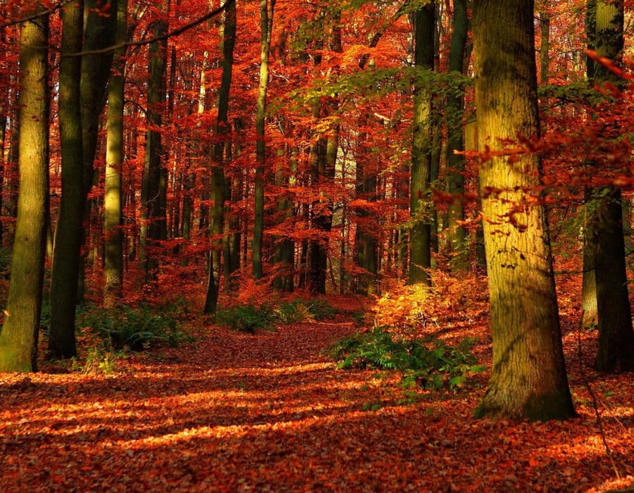 Réalisation menuiserie